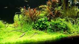 aquarium-von-torsten-thiel-becken-25160_