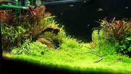 aquarium-von-torsten-thiel-becken-25160_