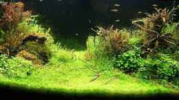 aquarium-von-torsten-thiel-becken-25160_