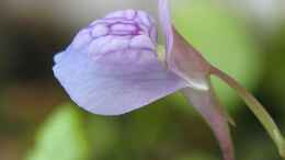 aquarium-von-marcel-reiter-der-fels_Blüte von U. Graminifolia Quelle: Wikipedia