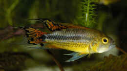 aquarium-von-ralf-schick-becken-2520_Apistogramma cacatuoides (M)