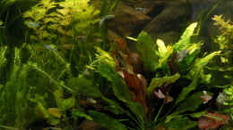 aquarium-von-ralf-schick-becken-2520_