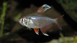 aquarium-von-ralf-schick-becken-2520_Hyphessobrycon bentosi rosaceus white fin