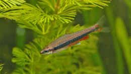 aquarium-von-ralf-schick-becken-2520_Nannostomus beckfordi (M)