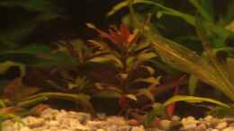 aquarium-von-aquamike-rootsofgreentown_Alternathera lilacina