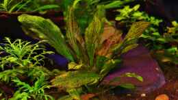 aquarium-von-aquamike-rootsofgreentown_Enchinodorus Dschungelstar Nr.2(?)