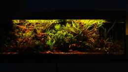 aquarium-von-aquamike-rootsofgreentown_neue Ansicht