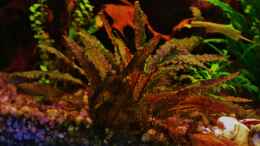 aquarium-von-aquamike-rootsofgreentown_Cryptocoryne Petchii