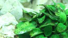 aquarium-von-christoff-wagner-juwel-rio-400-malawi_Anubias barteri nana