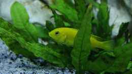 aquarium-von-christoff-wagner-juwel-rio-400-malawi_Microsorum pteropus.