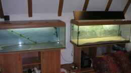 aquarium-von-thomas-schlechter-becken-2523_Links Pflanzenbecken, rechts Tropheus