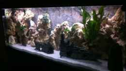 aquarium-von-neues-becken-720-l-becken-25240_Noch ohne besatz 