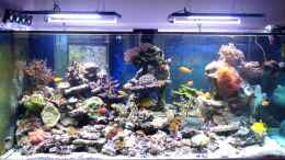 aquarium-von-truthahnmann-becken-25242_Das Becken am Tag