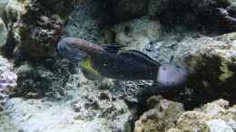 Foto mit Baggergrundel - Amblygobius phalanea