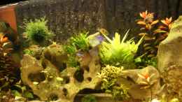 aquarium-von-thmsprb-becken-25271_