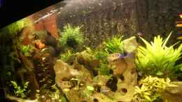 aquarium-von-thmsprb-becken-25271_