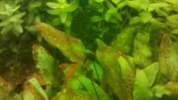 aquarium-von-de-millo-aquarium_Cryptocoryne wendtii nach ca. 1 Monat