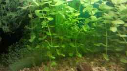 aquarium-von-de-millo-aquarium_Bacopa caroliniana emers