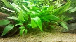 aquarium-von-de-millo-aquarium_Cryptocoryne wendtii