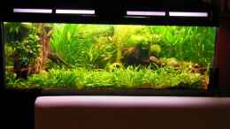 aquarium-von-manne-becken-25312_Familienbecken am Esstisch