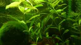 aquarium-von-stephan-gross-becken-25315_Hygrophila polysperma