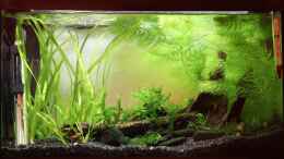 aquarium-von-mona6464-black-sakura_