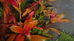 aquarium-von-bjarke-becken-25320_Ludwigia repens rubin