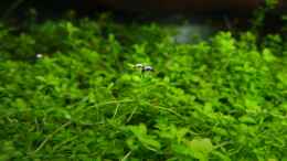 aquarium-von-bjarke-becken-25320_Hemianthus callitrichoides cuba