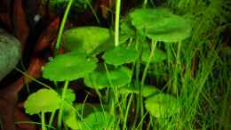 aquarium-von-bjarke-becken-25320_Hydrocotyle verticillata