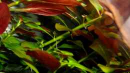 aquarium-von-bjarke-becken-25320_Ludwigia repens im Wachstumswahn :)