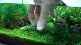 aquarium-von-cantiga-becken-25322_Neue Frisur_2