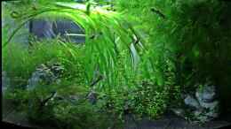 aquarium-von-mona6464-becken-25327_