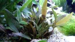 aquarium-von-deino-backwaters_Cryptocoryne wendtii