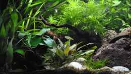 aquarium-von-deino-backwaters_Backwaters