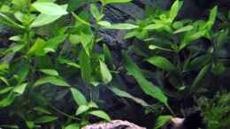 aquarium-von-deino-backwaters_Hygrophila polysperma