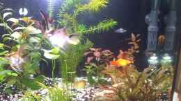 aquarium-von-steffinchen-becken-25340_2