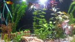 aquarium-von-steffinchen-becken-25340_1