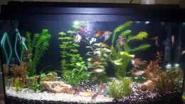 aquarium-von-steffinchen-becken-25340_Becken Juwel 112