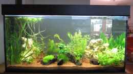 aquarium-von-frank-h--schwimmi039-s-paradise_Becken vorne - nach 2 Wochen Einlaufphase