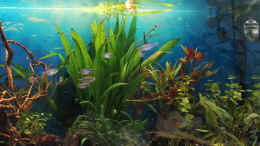 aquarium-von-zores-becken-25354_Ein Versuch...