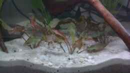 aquarium-von-patrick-scheffer----from-brazil-with-love---aufgeloest_Cryptocoryne spec. Legroi 12.03.2013