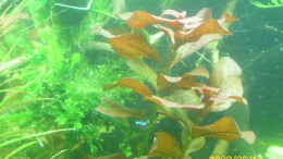 aquarium-von-herbert-baier-becken-25448_ludwigia repens rubin 