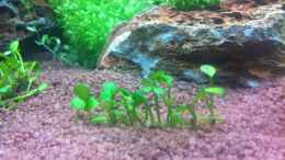 aquarium-von-sascha-t--becken-25465_Marsilea crenata