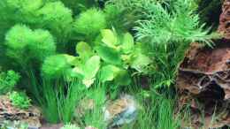 aquarium-von-sascha-t--becken-25465_Anubias barteri Gold zwischen Cabomba und Hygrophila diffo