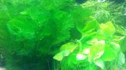 aquarium-von-sascha-t--becken-25465_Cabomba caroliniana und Anubias barteri var. nana Gold - 3