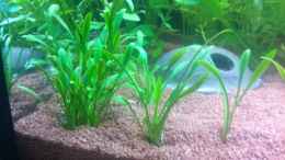 aquarium-von-sascha-t--becken-25465_Cryptocoryne parva