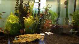 aquarium-von-andree84-neues-becken_