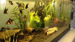 aquarium-von-andree84-neues-becken_