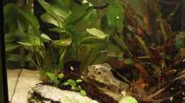 aquarium-von-isabelle----becken-25512_