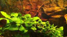 aquarium-von-american-stone-smaragd-nur-noch-beispiel_Bild2